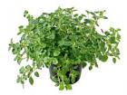 Oregano